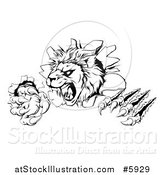 Vector Illustration of a Black and White Roaring Lion Mascot Head Shredding Through a Wall by AtStockIllustration