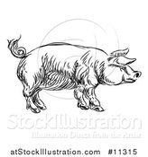 Vector Illustration of a Black and White Sketched Pig in Profile by AtStockIllustration