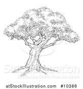 Vector Illustration of a Black and White Sketched Tree by AtStockIllustration