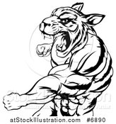 Vector Illustration of a Black and White Vicious Roaring Muscular Tiger Man Punching by AtStockIllustration