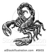 Vector Illustration of a Black and White Vintage Engraved Scorpion by AtStockIllustration