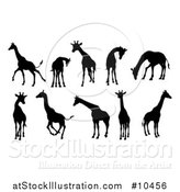 Vector Illustration of a Black Silhouetted Giraffes by AtStockIllustration