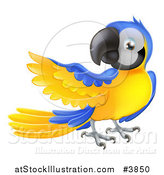 Vector Illustration of a Blue and Yellow Parrot Presenting by AtStockIllustration