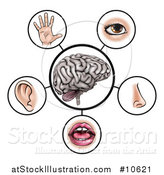 Vector Illustration of a Brain with the Five Senses Around It by AtStockIllustration