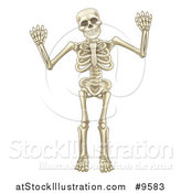 Vector Illustration of a Cartoon Human Skeleton Holding up Both Hands by AtStockIllustration