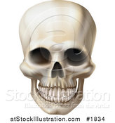 Vector Illustration of a Creepy Human Skull with a Clenched Jaw by AtStockIllustration