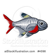 Vector Illustration of a Cute X-ray Tetra Freshwater Fish by AtStockIllustration