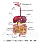 Vector Illustration of a Digestive Tract Diagram, Labeled with Text by AtStockIllustration