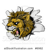 Vector Illustration of a Fierce Roaring Lion Mascot Head Breaking Through a Wall by AtStockIllustration