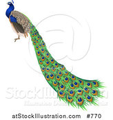 Vector Illustration of a Gorgeous Indian Blue Peacock Bird by AtStockIllustration