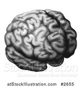 Vector Illustration of a Grayscale Brain by AtStockIllustration