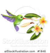 Vector Illustration of a Green and Purple Hummingbird with Plumeria Flowers by AtStockIllustration