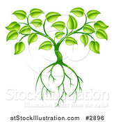 Vector Illustration of a Green Plant with Leaves and Deep Roots by AtStockIllustration