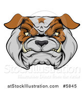 Vector Illustration of a Growling Aggressive Bulldog Face by AtStockIllustration