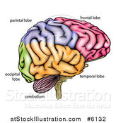 Vector Illustration of a Human Brain Diagram by AtStockIllustration