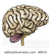 Vector Illustration of a Human Brain in Profile by AtStockIllustration