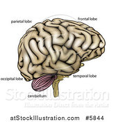 Vector Illustration of a Human Brain with Anatomically Correct Section Labels by AtStockIllustration
