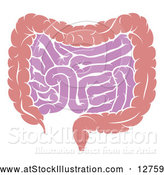 Vector Illustration of a Human Digestive System Showing the Gastrointestinal Tract by AtStockIllustration