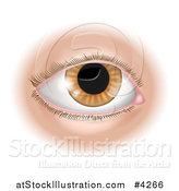 Vector Illustration of a Human Eye by AtStockIllustration