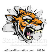 Vector Illustration of a Mad Tiger Mascot Breaking Through a Wall by AtStockIllustration
