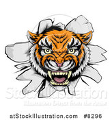 Vector Illustration of a Mad Tiger Mascot Head Breaking Through a Wall by AtStockIllustration