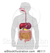 Vector Illustration of a Man's Body with a 3d Visible Digestive System Digestive Tract Alimentary Canal by AtStockIllustration