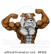 Vector Illustration of a Muscular Bulldog Man Mascot Flexing, from the Waist up by AtStockIllustration