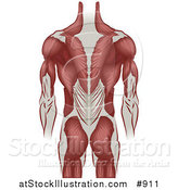 Vector Illustration of a Muscular Grown Man's Back Including the Back of the Arms and Legs by AtStockIllustration