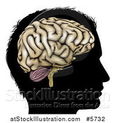 Vector Illustration of a Silhouetted Man's Head with a Visual Brain by AtStockIllustration