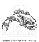 Vector Illustration of a Sketched Black and White Fish by AtStockIllustration