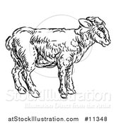 Vector Illustration of a Sketched Black and White Lamb by AtStockIllustration
