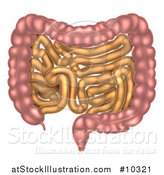Vector Illustration of a Small and Large Intestines of the Digestive System by AtStockIllustration