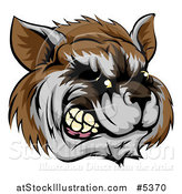 Vector Illustration of a Snarling Aggressive Raccoon Mascot Head by AtStockIllustration