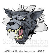 Vector Illustration of a Snarling Gray Wolf Mascot Head Breaking Through a Wall by AtStockIllustration