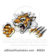 Vector Illustration of a Snarling Tiger Mascot Breaking Through a Wall by AtStockIllustration