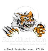 Vector Illustration of a Snarling Tiger Mascot Slashing Through a Wall by AtStockIllustration