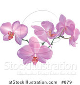 Vector Illustration of a Stem of Pink Orchid Flowers by AtStockIllustration