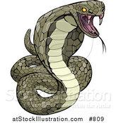 Vector Illustration of a Vemomous and Defensive Green Cobra Snake Preparing to Attack by AtStockIllustration