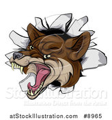 Vector Illustration of a Vicious Coyote Mascot Head Breaking Through a Wall by AtStockIllustration