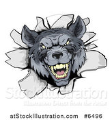 Vector Illustration of a Vicious Gray Wolf Breaking Through a Wall by AtStockIllustration