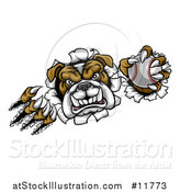 Vector Illustration of a Vicious Tough Bulldog Monster Shredding Through a Wall with a Baseball in One Hand by AtStockIllustration