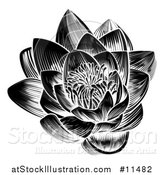 Vector Illustration of a Vintage Black and White Engraved or Woodcut Blooming Waterlily Lotus Flower by AtStockIllustration