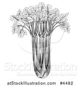 Vector Illustration of a Vintage Woodcut Styled Bunch of Celery in Black and White by AtStockIllustration