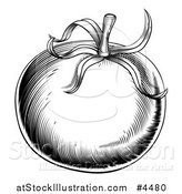 Vector Illustration of a Vintage Woodcut Styled Tomato in Black and White by AtStockIllustration