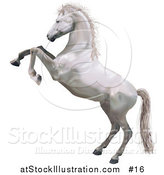 Vector Illustration of a White Horse Standing on Its Hind Legs While Rearing up in Defense by AtStockIllustration