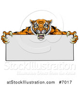 Vector Illustration of an Aggressive Tiger Sports Mascot Holding a Blank Wide Sign by AtStockIllustration