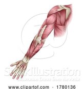 Vector Illustration of Arm Muscles Human Body Anatomical Illustration by AtStockIllustration