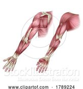 Vector Illustration of Arm Muscles Human Body Anatomical Illustration by AtStockIllustration