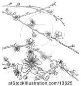 Vector Illustration of Black and White Background of Branches with Spring Blossoms by AtStockIllustration