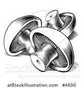 Vector Illustration of Black and White Button Mushrooms by AtStockIllustration